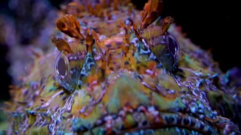 A Stonefish also bearded ghoul in motion Stock Footage 278044983