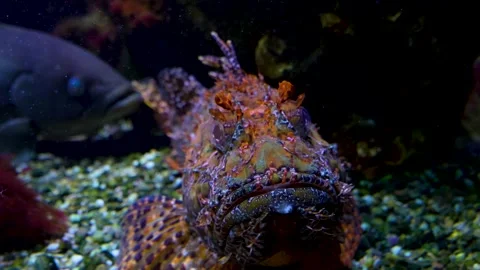A Stonefish also bearded ghoul in motion Video stock 278045345