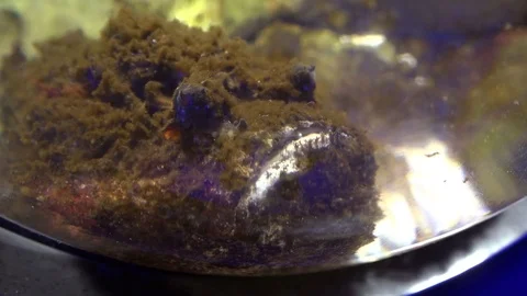 Stonefish in the aquarium Stock Footage 75596102