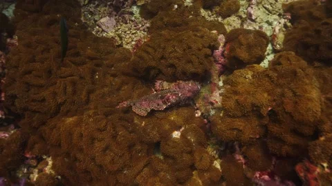Stonefish On Brown Soft Corals Stock Footage 270340653