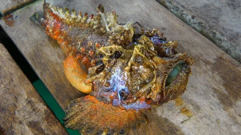 Stonefish Video stock 95416767