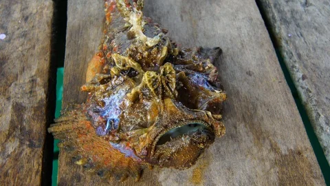 Stonefish Video stock 95416838