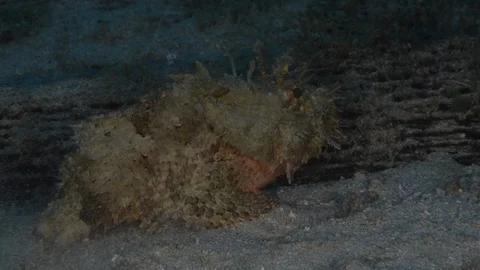 Stonefish Stock Footage 101417580