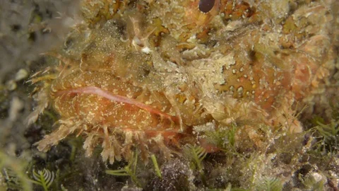 Stonefish Stock Footage 101417654