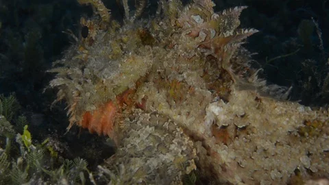 Stonefish Stockbeeldmateriaal 101417688