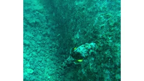 Stonefish Stock Footage 305731592