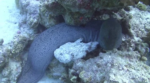 Stonefish &amp; giant moray Video stock 58190811