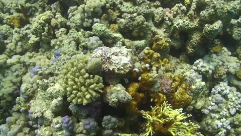 Stonefish hiding on reef wall 1:2 Stock Footage 295416372