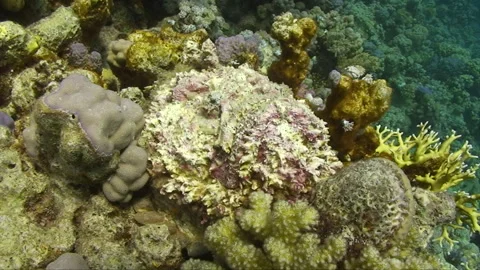 Stonefish hiding on reef wall 2:2 Stock Footage 295416382