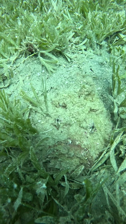 Stonefish Hiding in the Sand Stock Footage 319954797