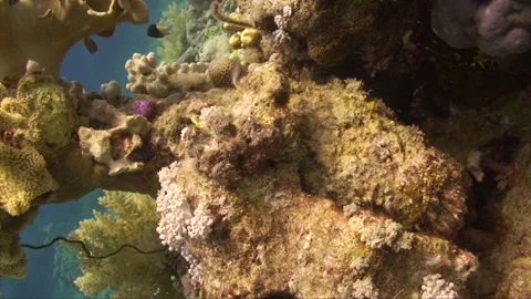 Stonefish laying in reef 1:2 Stock Footage 295416379