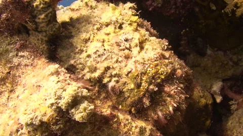 Stonefish laying in reef 2:2 Stock Footage 295416376