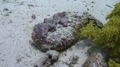 Stonefish laying in the sand Stock Footage 295416377