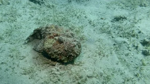 Stonefish lies on sandy bottom. Reef Stonefish (Synanceia verrucosa) Stock Footage 157670116