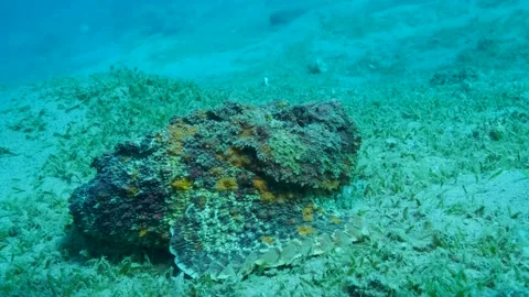 Stonefish lies on sandy bottom. Reef Stonefish (Synanceia verrucosa). 4K-60fps Stock Footage 168620286