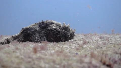 Stonefish moving over open ground to find camouflage in Cape Verde Stock Footage 61099422