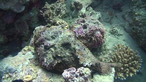 Stonefish pair Stock Footage 295416392