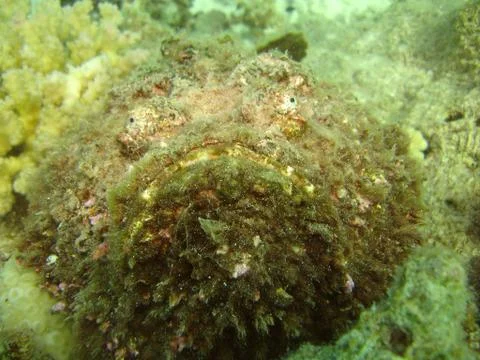 Stonefish Stock Photos