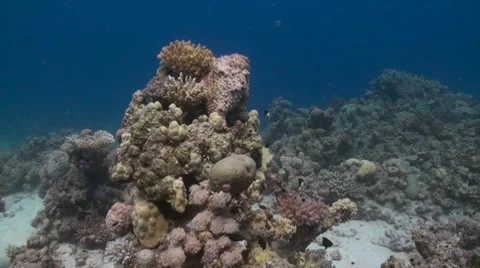 Stonefish on a pinnacle Stock Footage 8694406