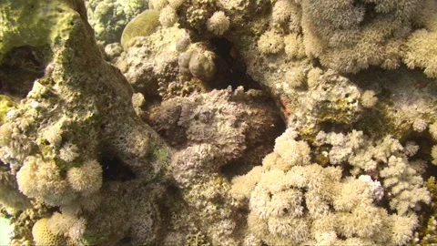 Stonefish in reef wall Stock Footage 295416390