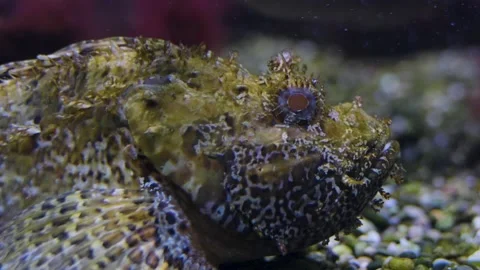 Stonefish resting Stock Footage 211156869