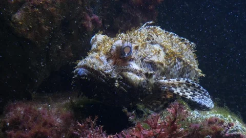 A stonefish is resting ground- close up 4K Stock Footage 91625069