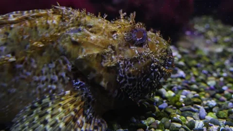Stonefish resting on the ground Video stock 210238630