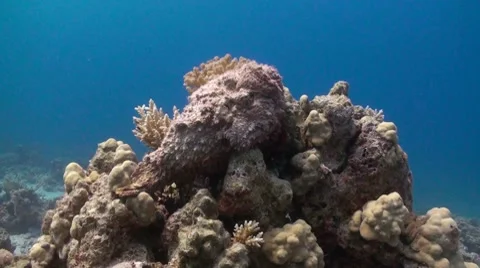 Stonefish on top of coral block Stock Footage 8694415