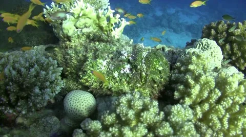 Stonefish on the top of a pinnacle Stock Footage 46749599