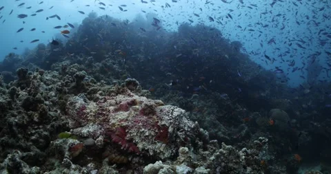 Stonefish underwater ocean life Stock Footage 302448055