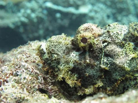 Stonefish in wait Stock Photos