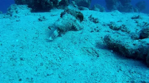 Stonefish walking on the sea floor, Eilat Stock Footage 142622926
