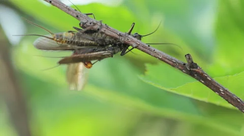 Stoneflies in spring Stock Footage 47328844
