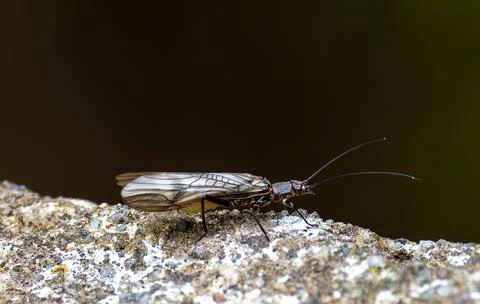 A stonefly aquatic insect (Plecoptera) Stock Photos