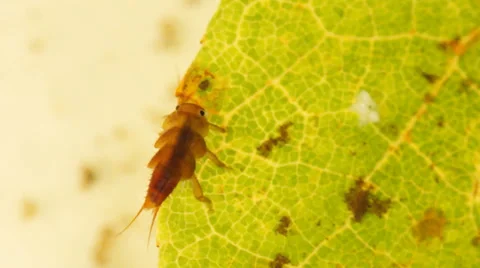 Stonefly Stock Footage 32167522