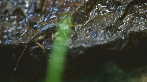 Stonefly moving on the rock Stock Footage 51211347