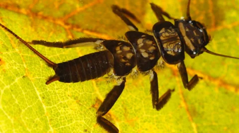 Stonefly Nymph Vídeo Stock 32191837
