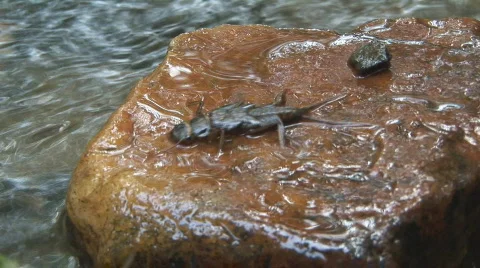 Stonefly Nympth Video stock 650415