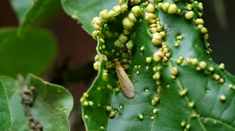 Stonefly is staying on the leaf Stock Footage 49582124