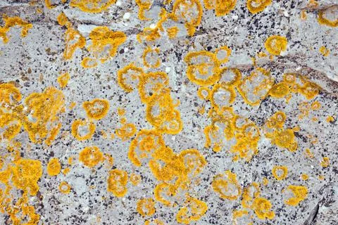 Stonel texture Stock Photos