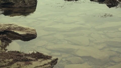 Stones in the algae on the rocks Stock Footage 82385941