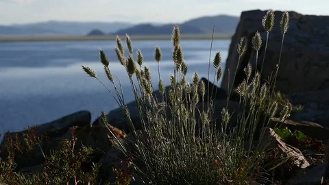 Stones and grassy ears on the backdrop of the picturesque lake. Slow motion. Vídeo Stock 80094469