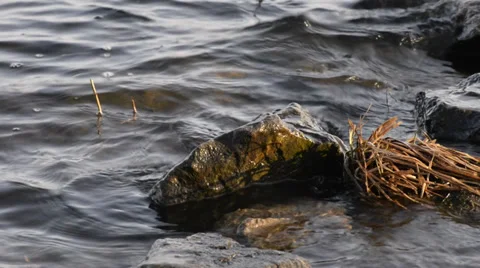 Stones and Herb in the River Stock Footage 33765158