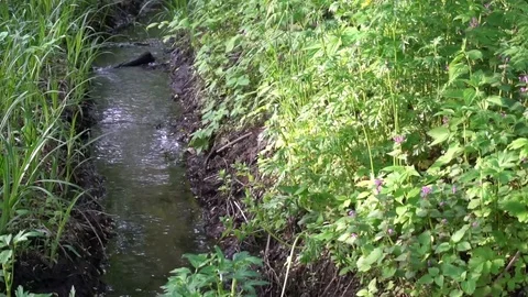Stones and rocks covered by moss along water stream flowing through green summer Stock Footage 75963226