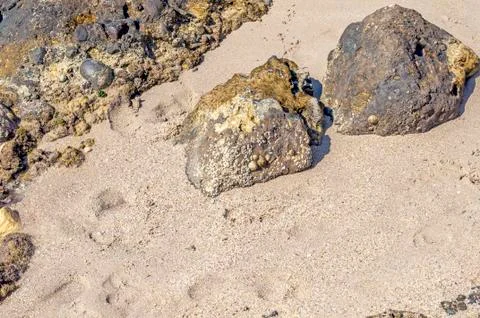 Stones on the beach Stock Photos