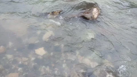 Stones between the streams Stock Footage 195974045