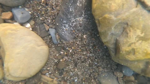 Stones at the bottom of a mountain river and fast and strong stream water Stock Footage 141485924
