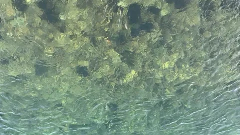 Stones at the bottom of the river. Fast flow of clear water. Timelapse. Stock Footage 236359662