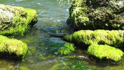 Stones covered with a dense layer of bright green algae of the species Ente.. Stock Footage 339359986