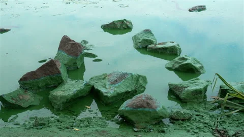 Stones covered with green algae in river Stock Footage 133345895